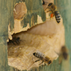 Fluglochbeobachtungen