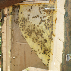 Das Innenleben: Stabilbau Naturwabenbau