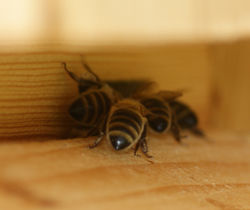 Gedr�ngel am Flugloch