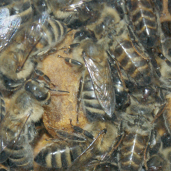 K�niginzelle oder auch Weiselzelle